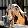 Billygoat gruff 1