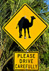 camel care