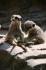 Meerkat