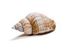 Seashell