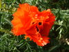 Red Poppy
