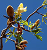 Boab bloom & nuts