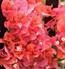 bougainvillea dark pink