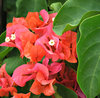 bougainvillea dark pink
