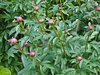 bush of peony plants 3