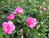 bush of peony plants