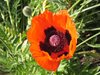 bright papaver plant