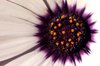 Macro Margurit