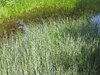 grass and water landscape