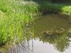 grass and water landscape 2