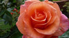Velvet pink roses