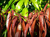 leaf colour contrast