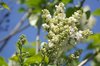 Flowering lilacs