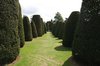 Clipped yew trees