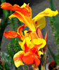 fiery flower1