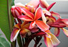 fiery frangipani2
