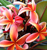 fiery frangipani4