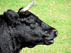 moo machine2