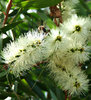 white bottle brush