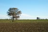 rural