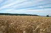 rural