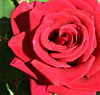 roses R red 1