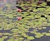 water lilys on a pond