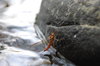 Mayfly