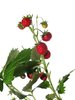 wild strawberries