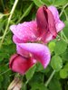 Sweetpea
