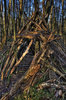 branches