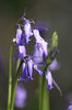 Bluebells