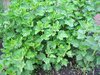 marshmallow plants