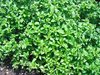 marjoram