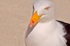 Seagull 2