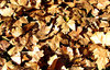 autumn carpet2