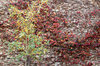 autumn wall colour2