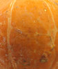 mini pumpkin