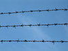 Barbed Wire