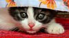 Ferocious Little Cat