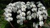 Orchid 9
