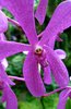 Orchid 11