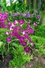 Orchid 25