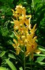 Orchid 23