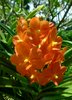 Orchid 21