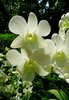 Orchid 19