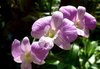 Orchid 15