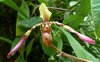 Orchid 17