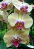 Orchid 13