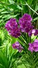 Orchid 3